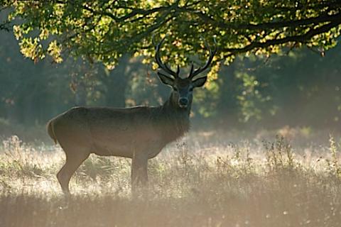 Stag in Richmond Park